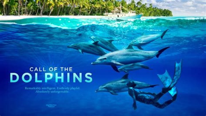 A Captivating Journey Into The World Of Dolphins