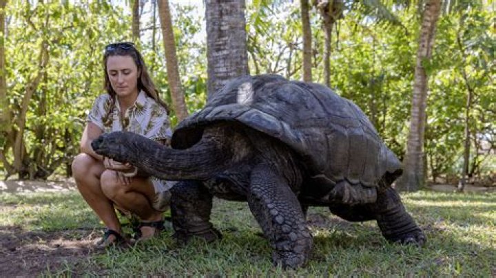 Biggest Turtle In The World, Their Adaptation, Breeding, And Lifespan