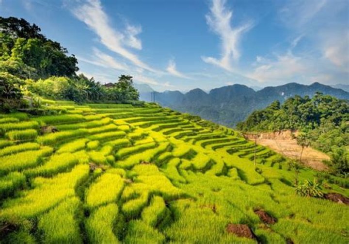 Unveiling My Ha Thi Luong: Discoveries And Insights