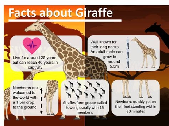 What are 3 interesting facts about giraffes? ·