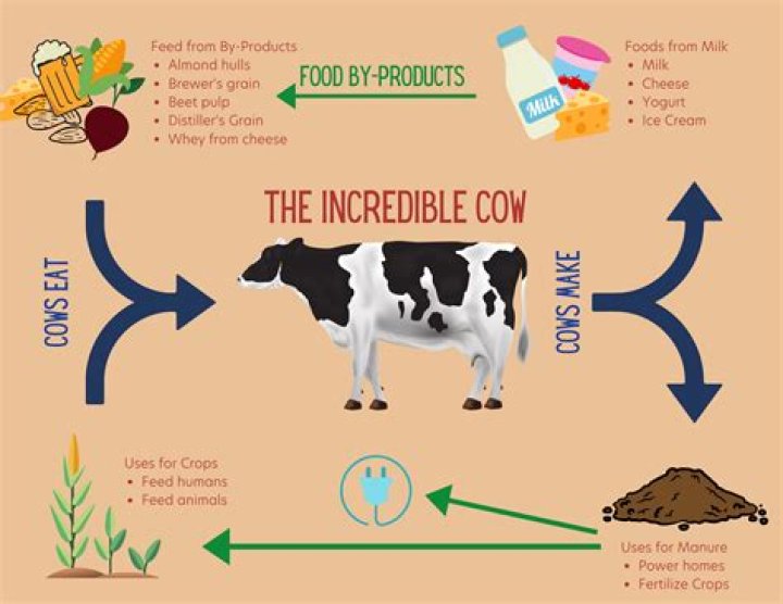 Which products have cow urine? ·