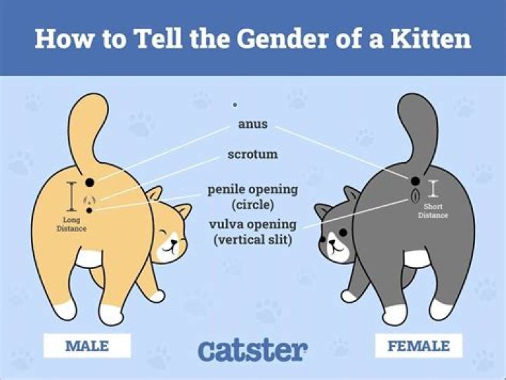 Why do female cats hate each other? ·